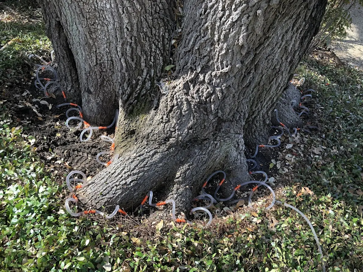 Detailed Tree Cabling and Bracing job site in Newtown