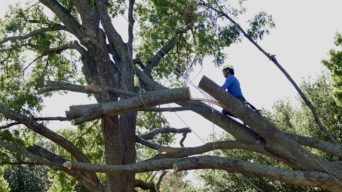 Professional Crown Thinning performed by certified arborists in Newtown